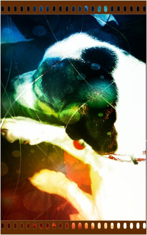 Blanding af racer Pepsi billede 4