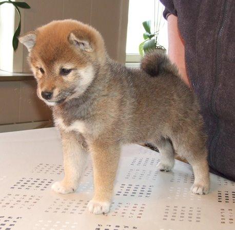 Shiba Kala billede 1