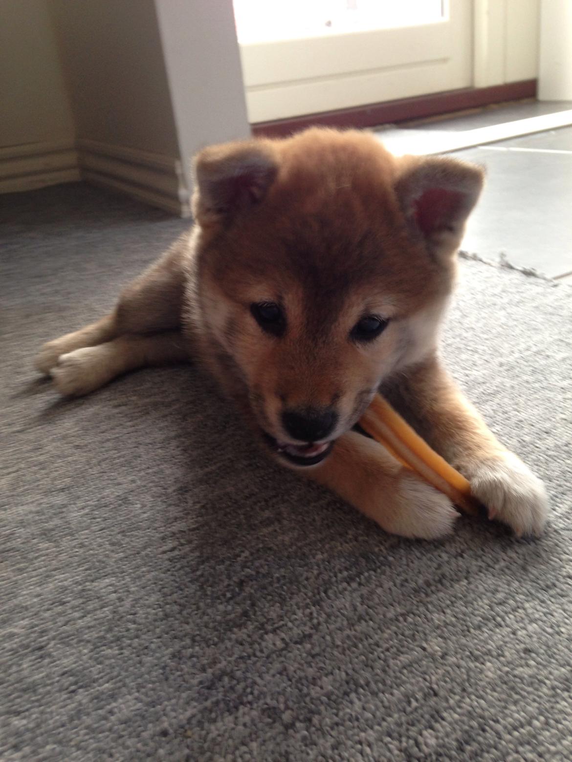 Shiba Kala billede 2