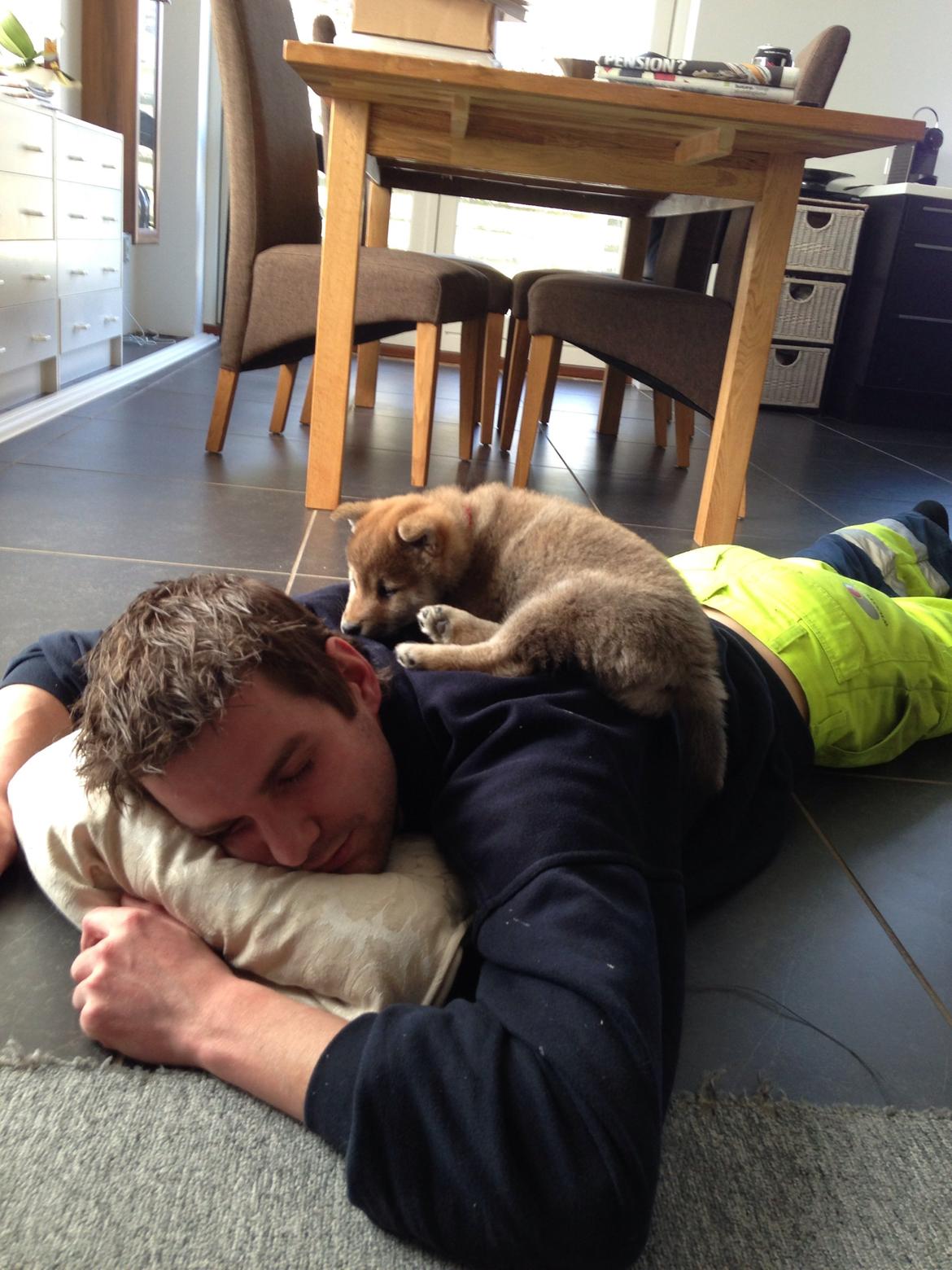 Shiba Kala billede 3