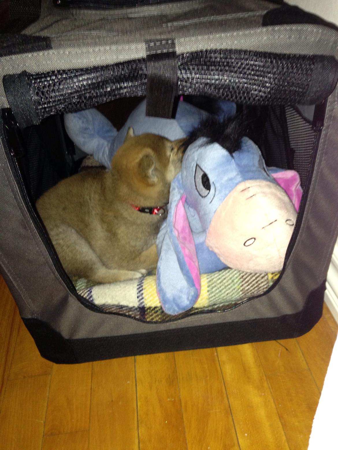 Shiba Kala billede 4