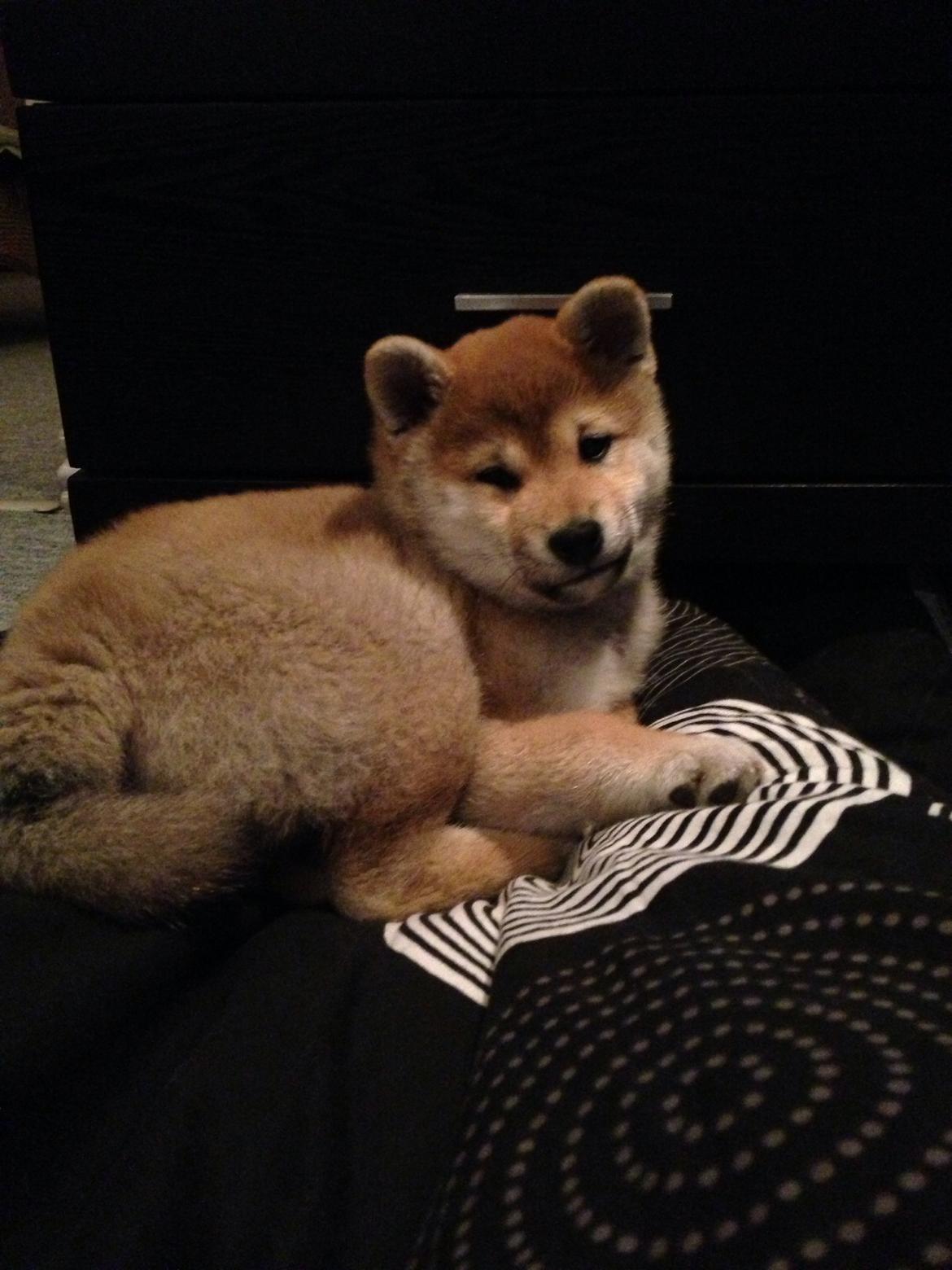 Shiba Kala billede 5