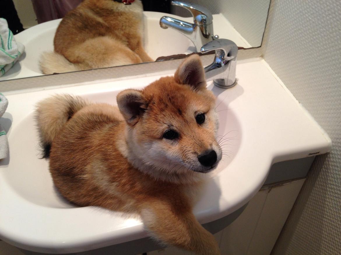 Shiba Kala billede 6