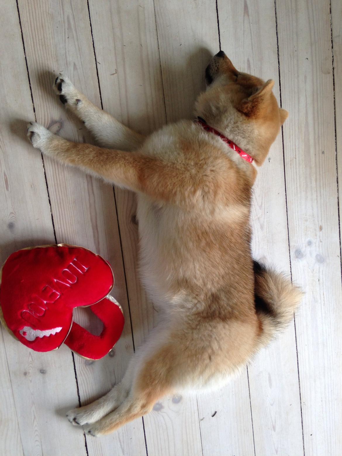 Shiba Kala billede 8