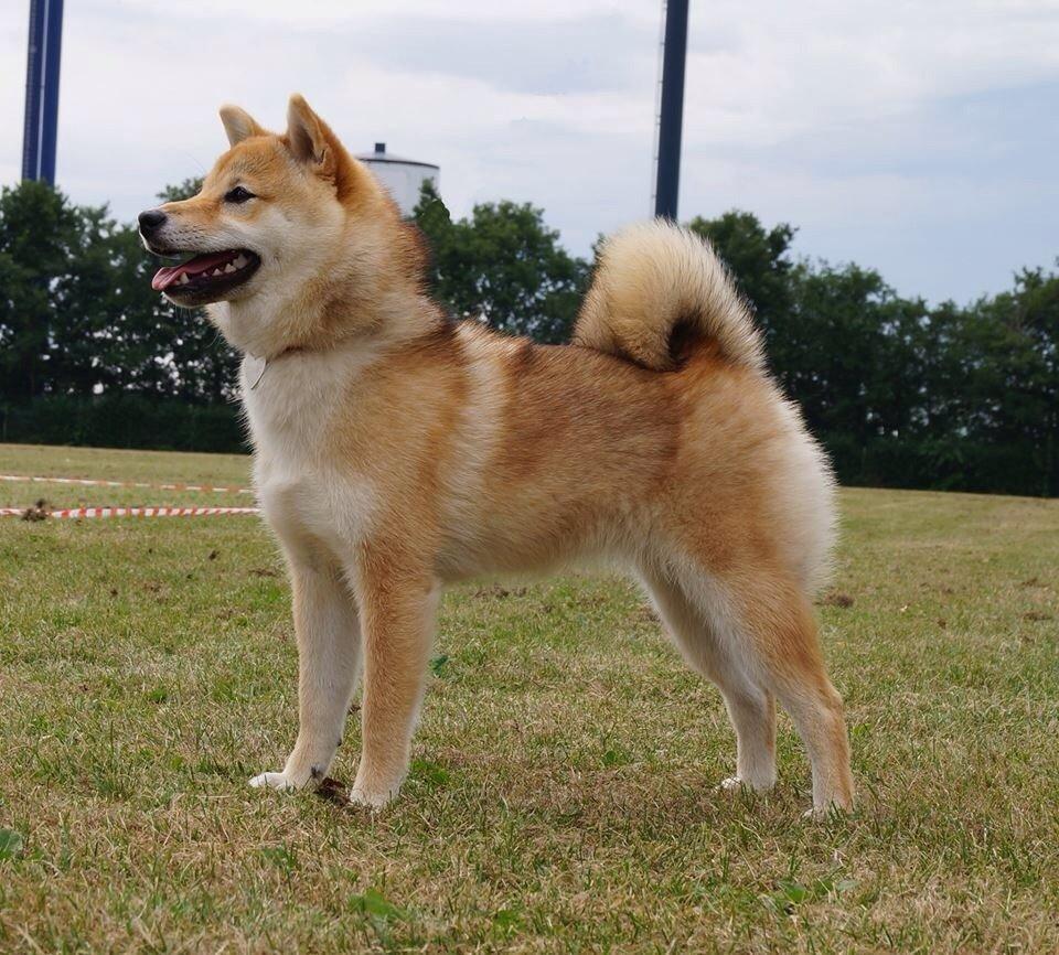 Shiba Kala billede 7