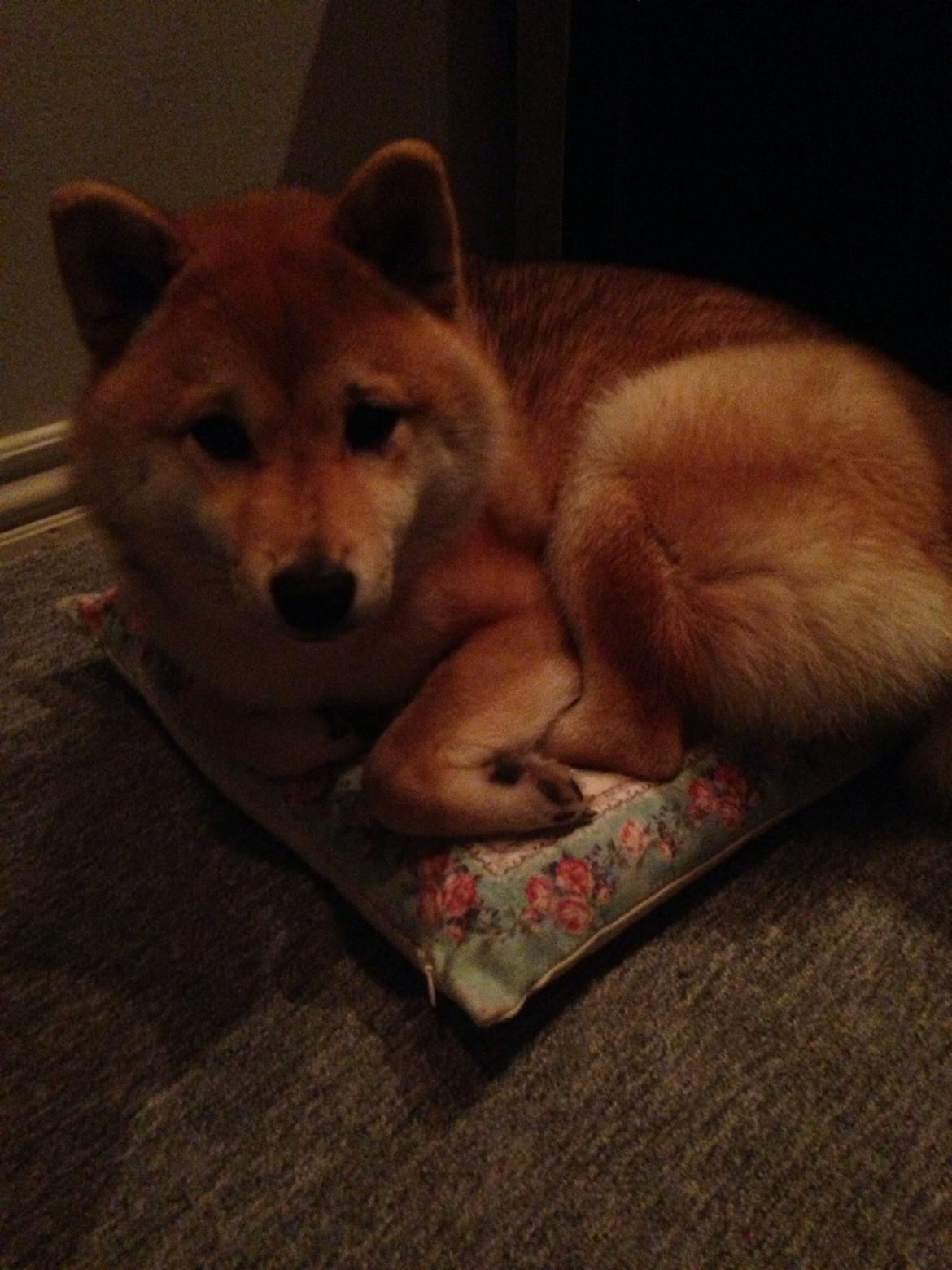 Shiba Kala billede 9