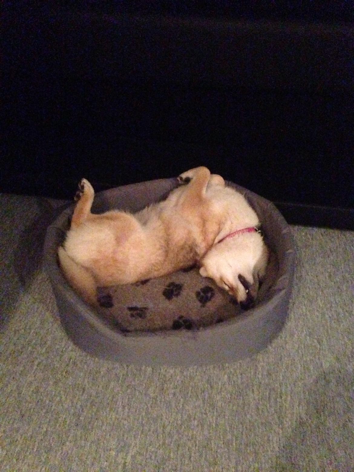 Shiba Kala billede 10