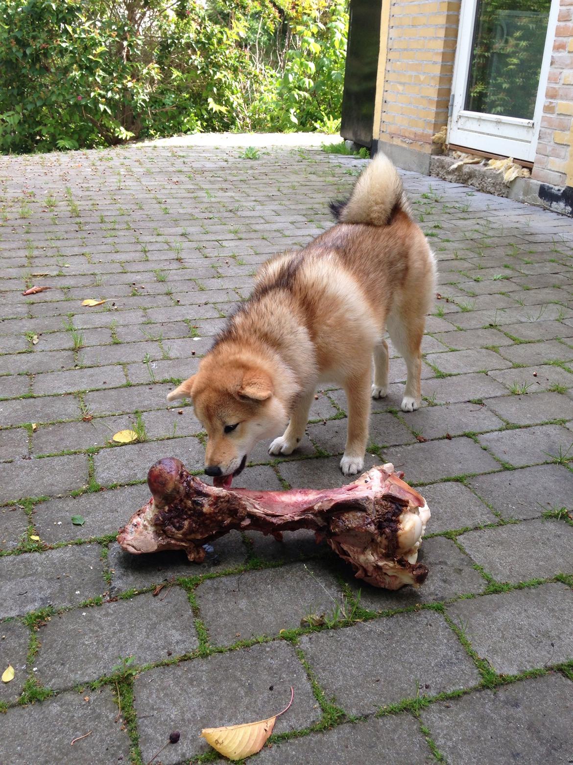 Shiba Kala billede 11