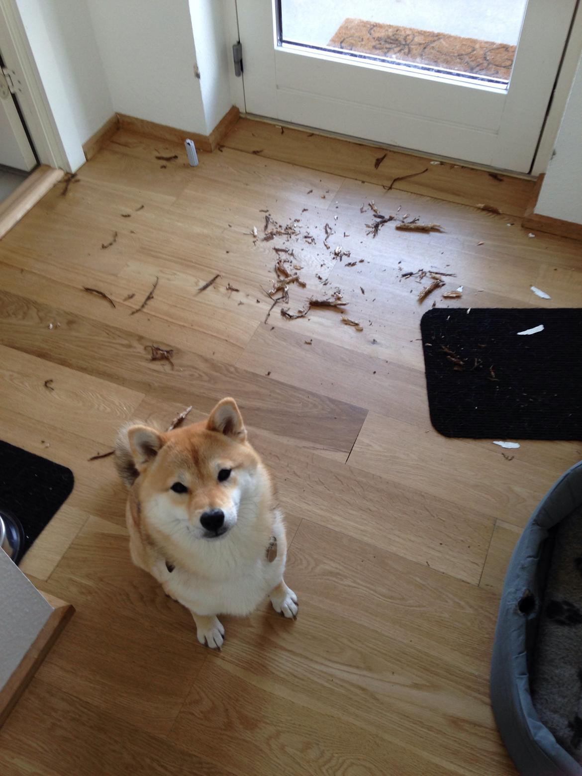 Shiba Kala billede 12