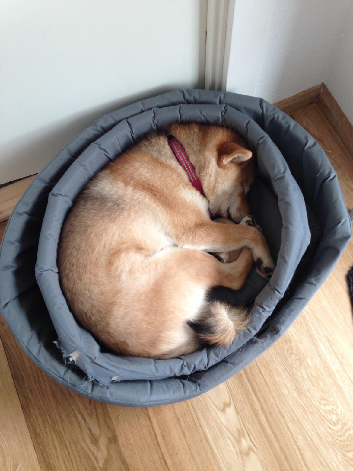 Shiba Kala billede 13