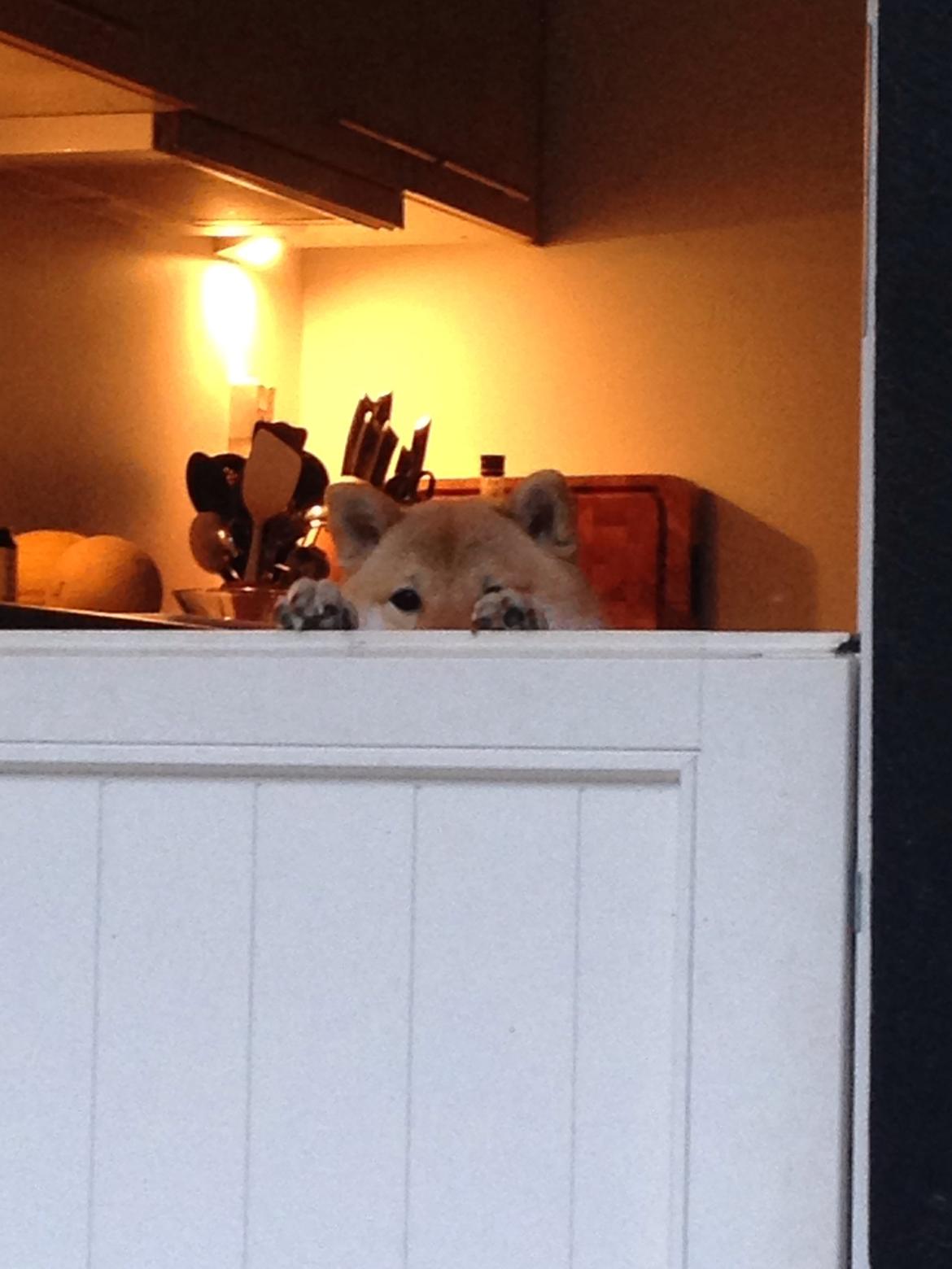 Shiba Kala billede 14