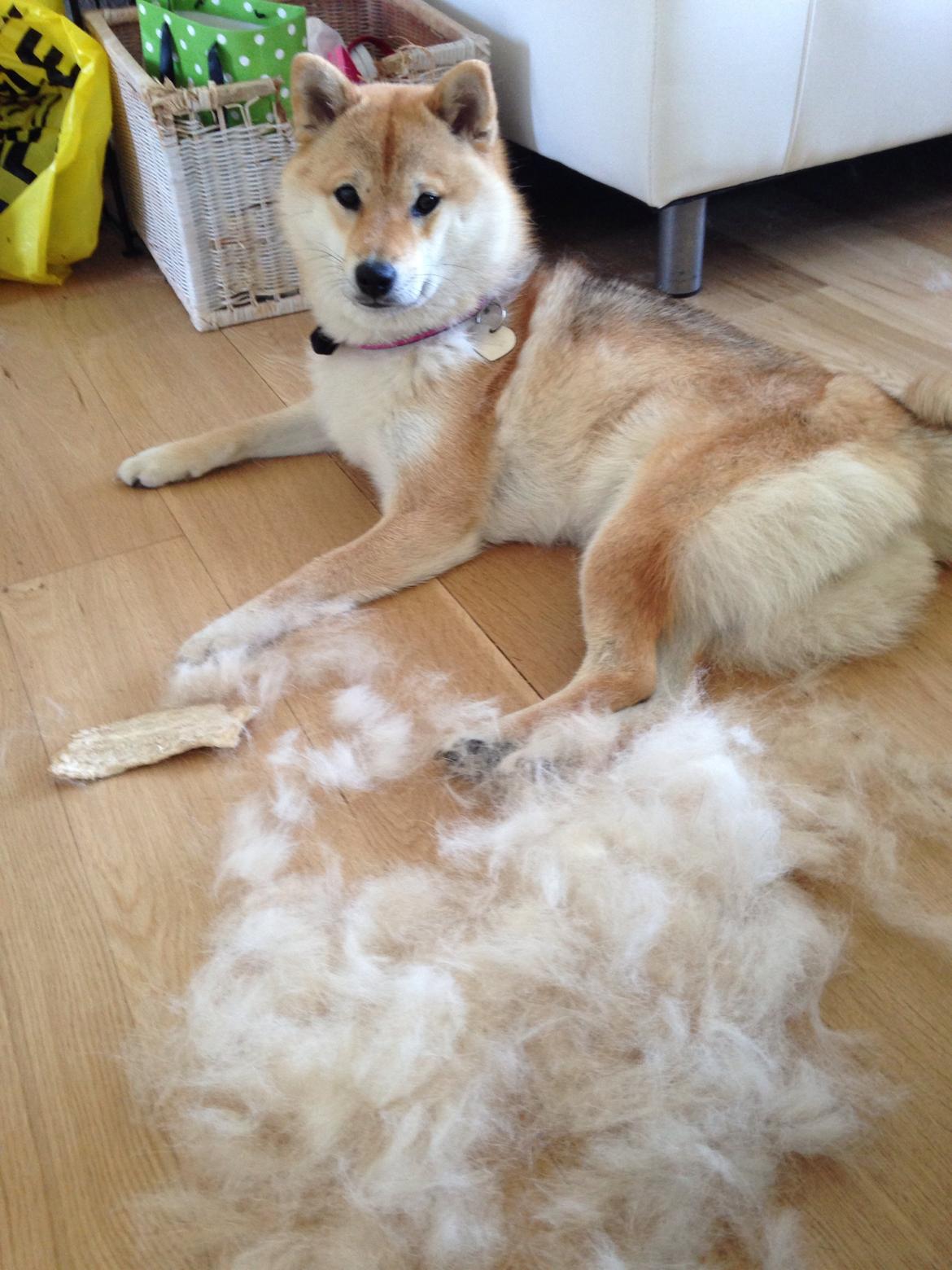 Shiba Kala billede 15