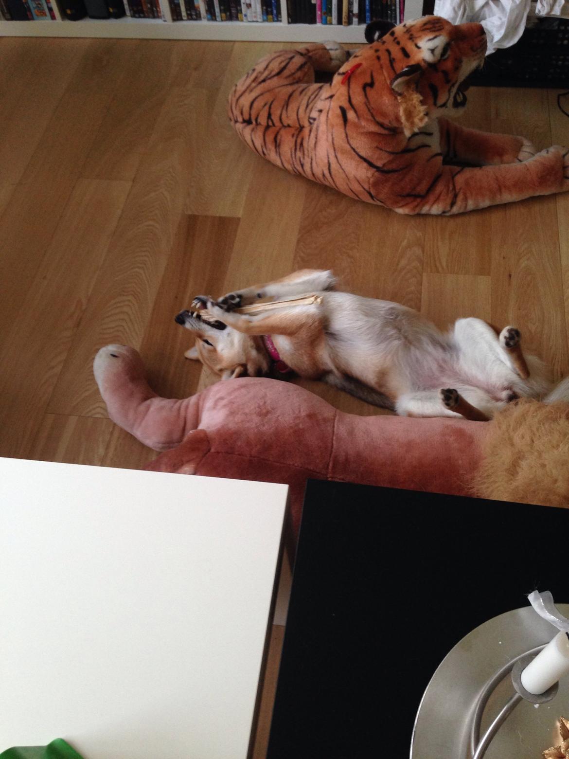 Shiba Kala billede 16