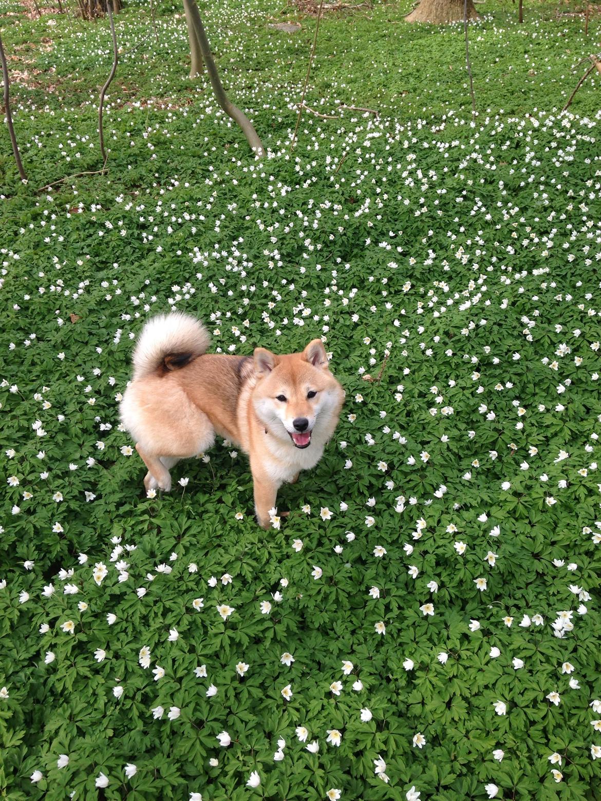 Shiba Kala billede 17