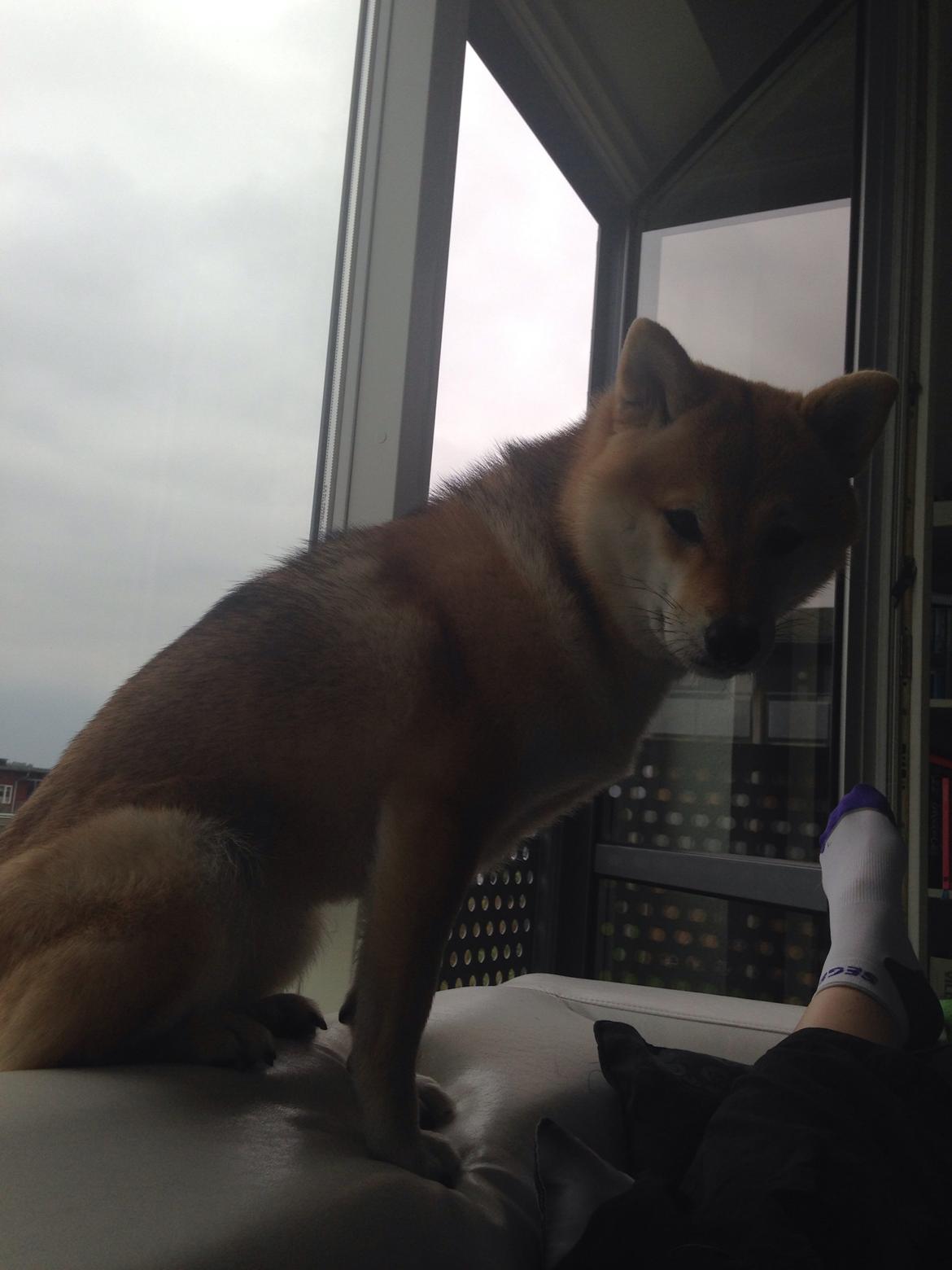 Shiba Kala billede 18