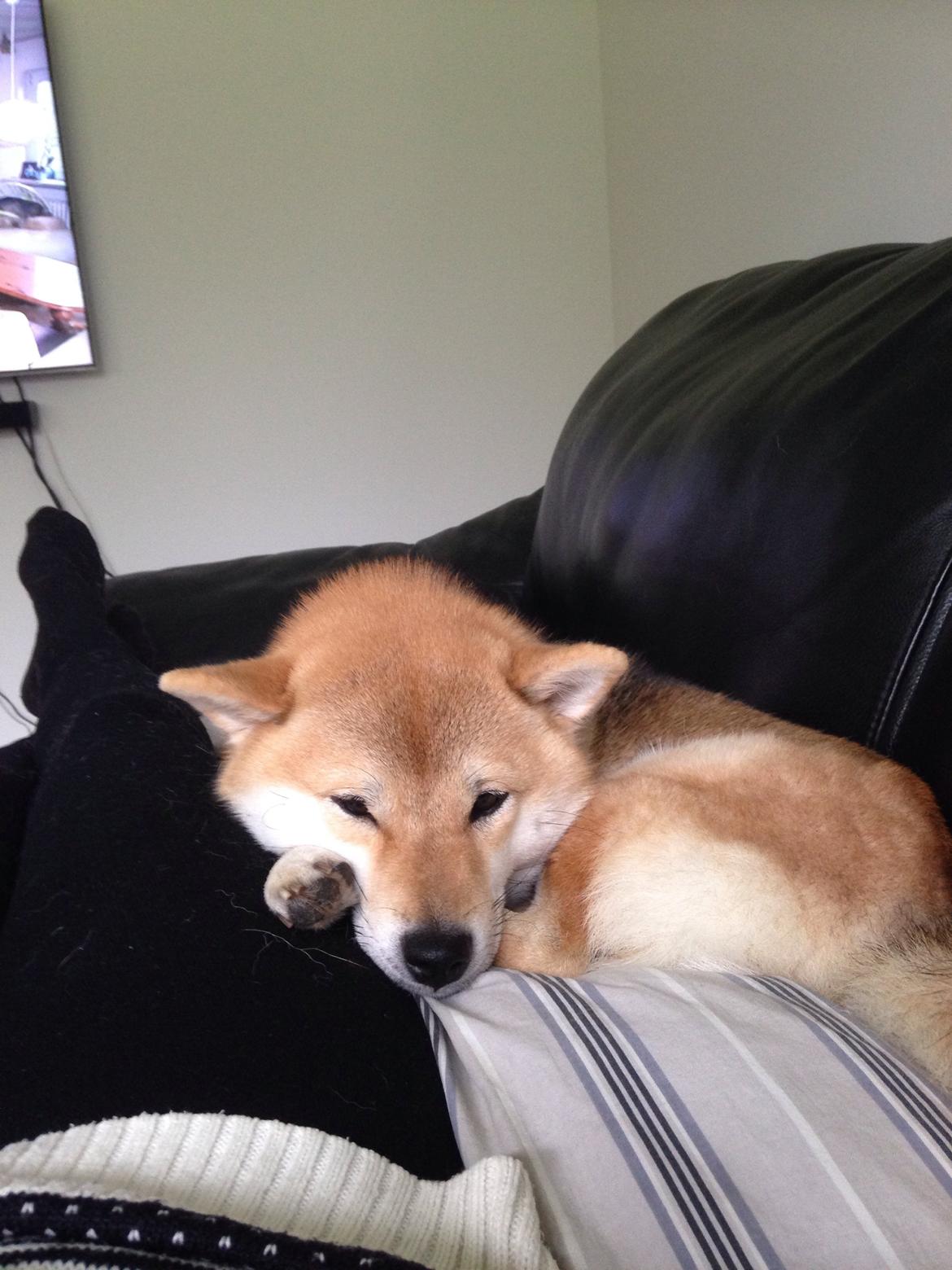 Shiba Kala billede 19