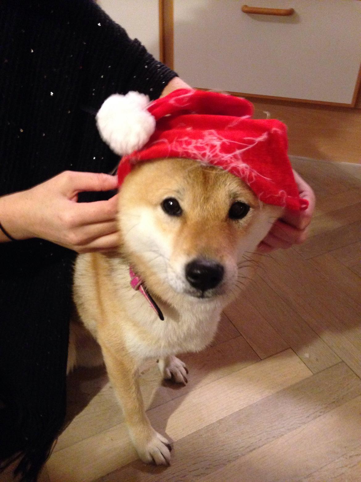 Shiba Kala billede 20