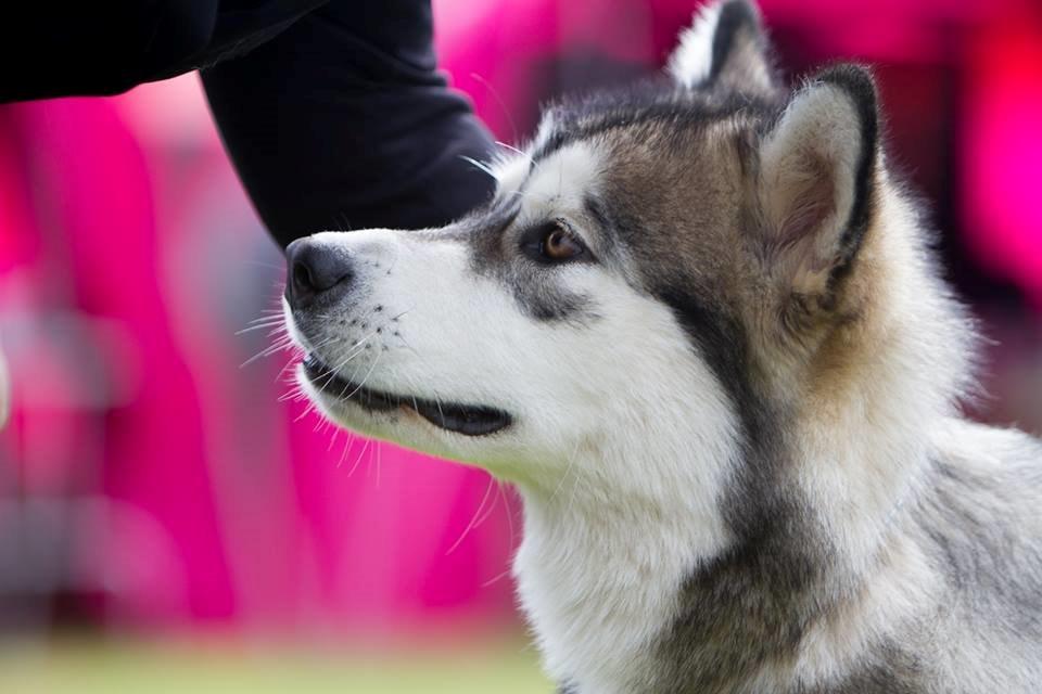 Alaskan malamute Amuloga's Miss Sunshine  billede 1
