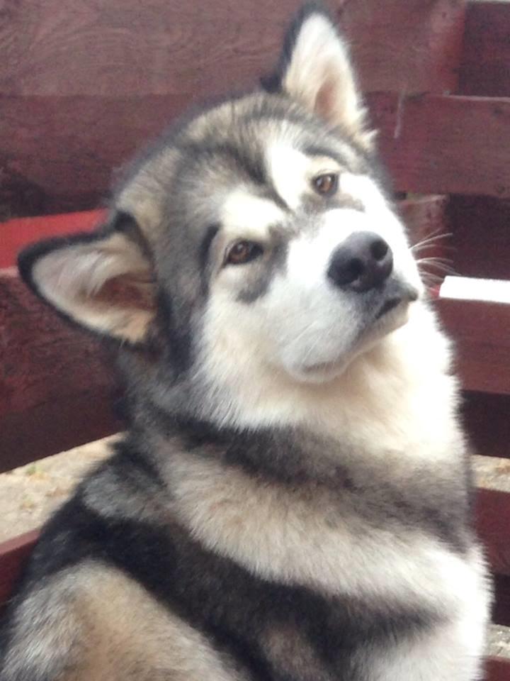 Alaskan malamute Amuloga's Miss Sunshine  - Just love that face <3  billede 2