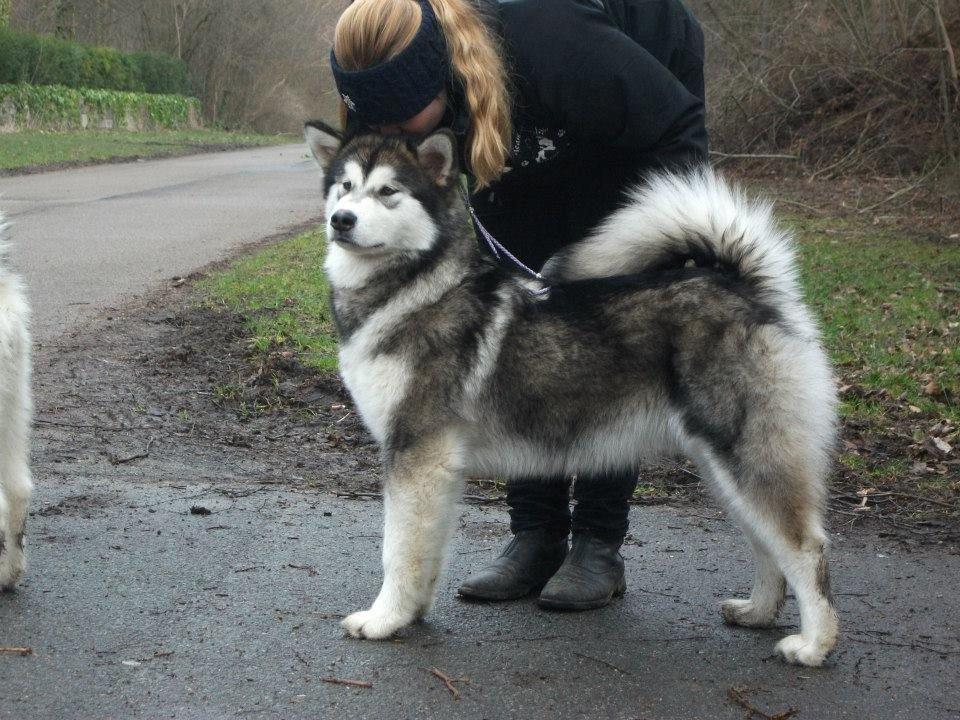 Alaskan malamute Amuloga's Miss Sunshine  billede 3