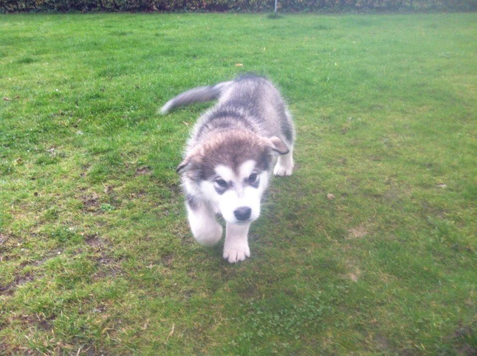 Alaskan malamute Amuloga's Miss Sunshine  - 9 uger <3 billede 4