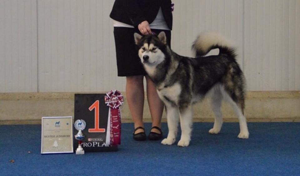 Alaskan malamute Amuloga's Miss Sunshine  - BOB Junior i Kassel  billede 5