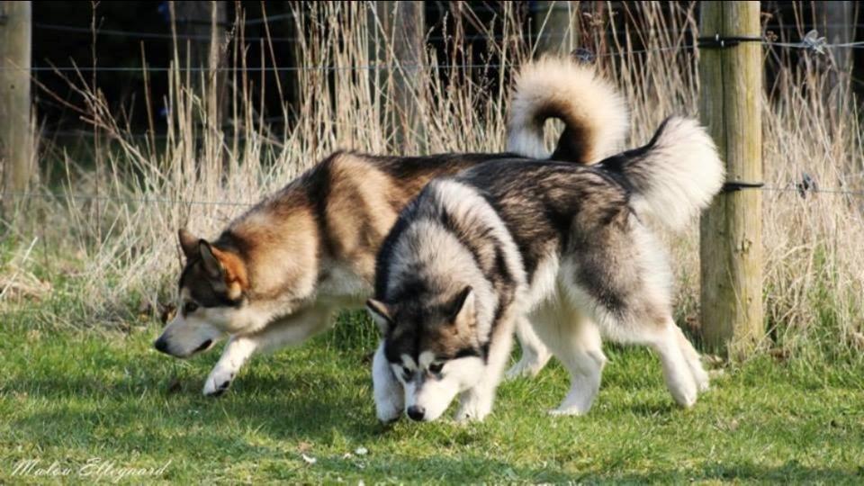 Alaskan malamute Amuloga's Miss Sunshine  billede 6