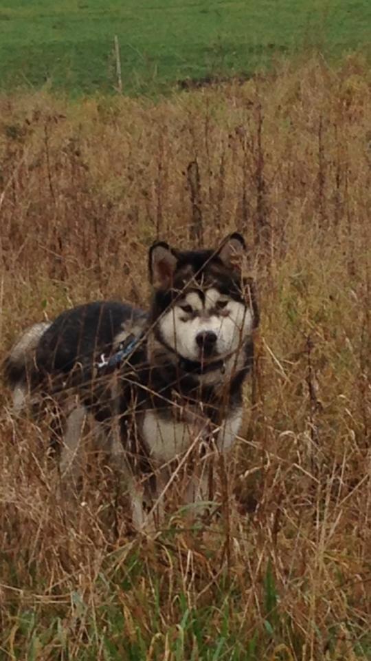 Alaskan malamute Amuloga's Miss Sunshine  billede 7