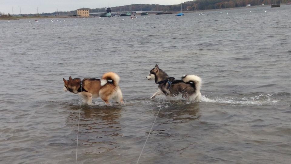 Alaskan malamute Amuloga's Miss Sunshine  - Elsker vand billede 8