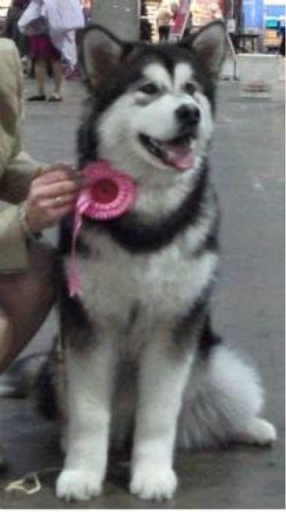 Alaskan malamute Amuloga's Miss Sunshine  - Best Baby  billede 9