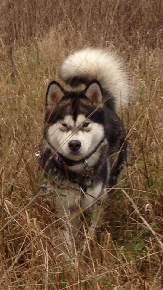 Alaskan malamute Amuloga's Miss Sunshine  billede 10