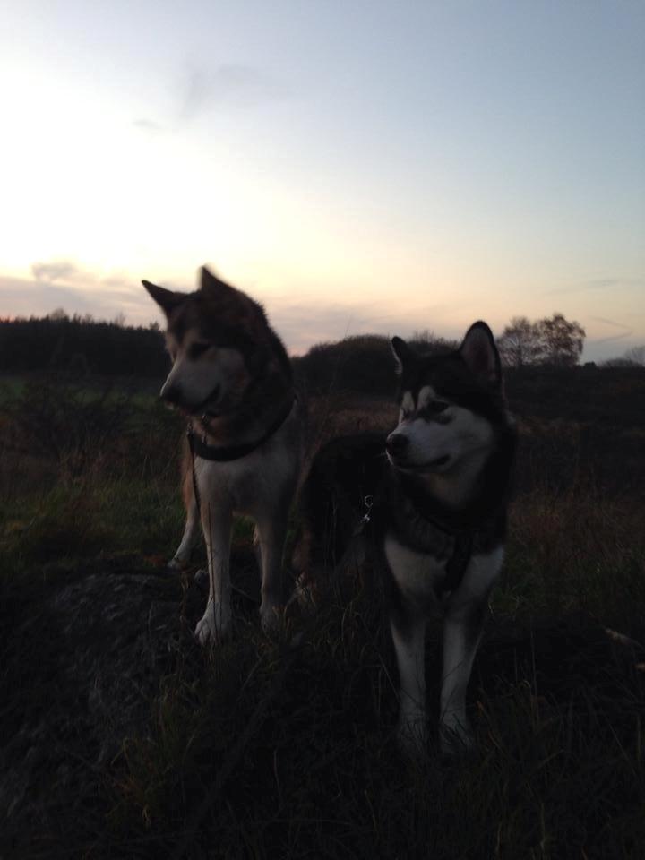 Alaskan malamute Amuloga's Miss Sunshine  billede 11