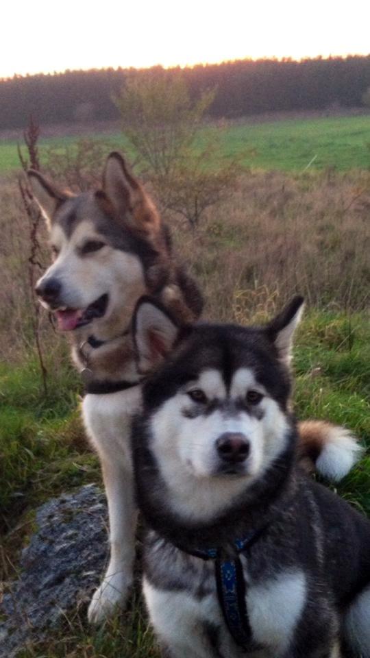 Alaskan malamute Amuloga's Miss Sunshine  billede 12