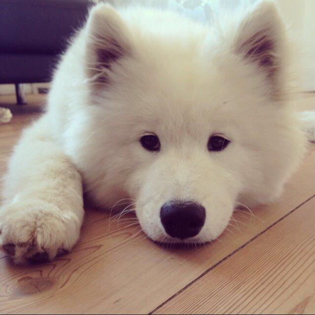 Samojedhund Eya billede 6