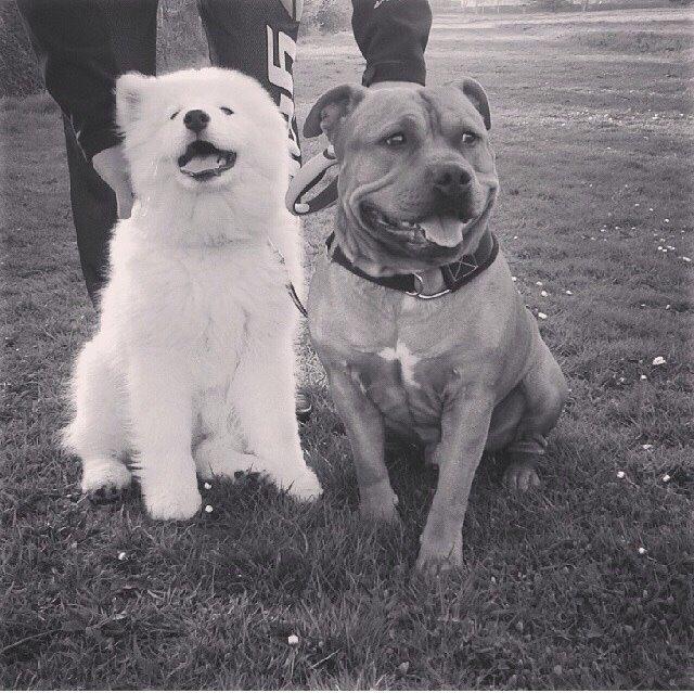 Samojedhund Eya billede 7