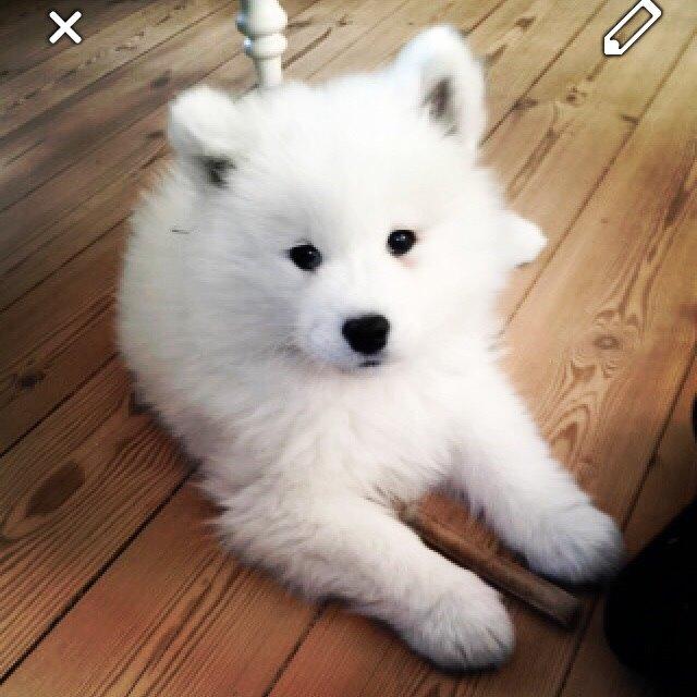 Samojedhund Eya billede 8