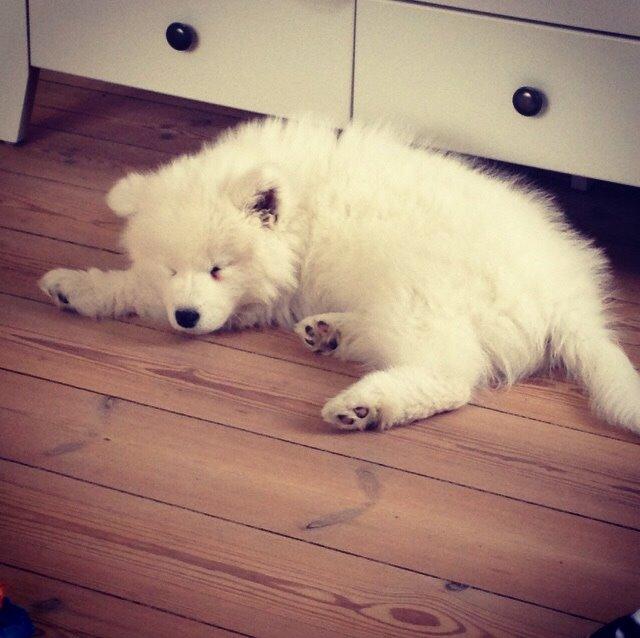 Samojedhund Eya billede 11