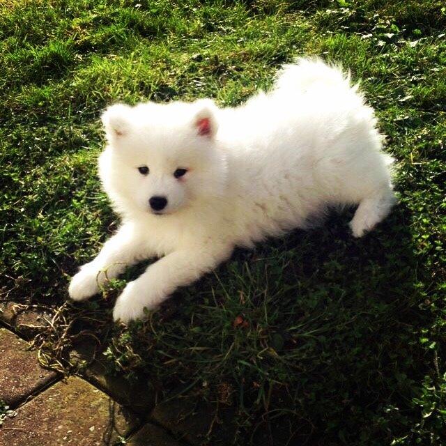 Samojedhund Eya billede 10