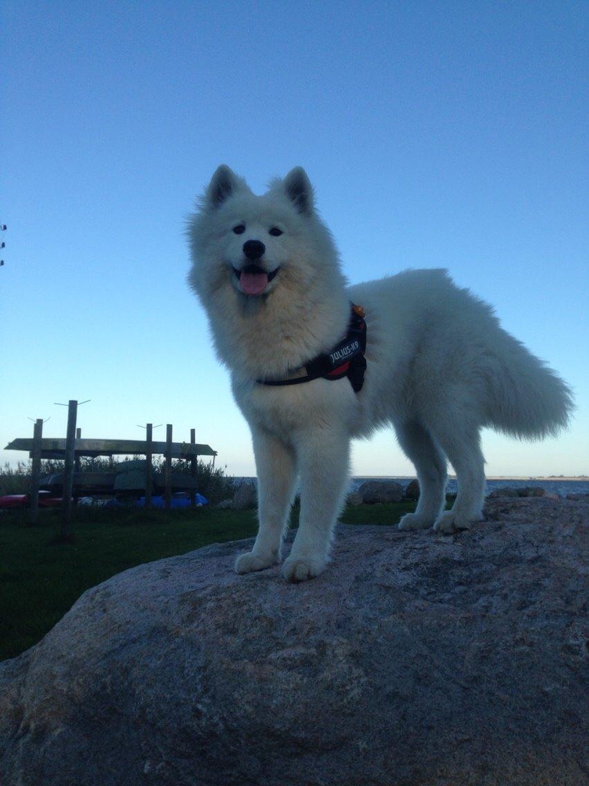 Samojedhund Eya billede 12