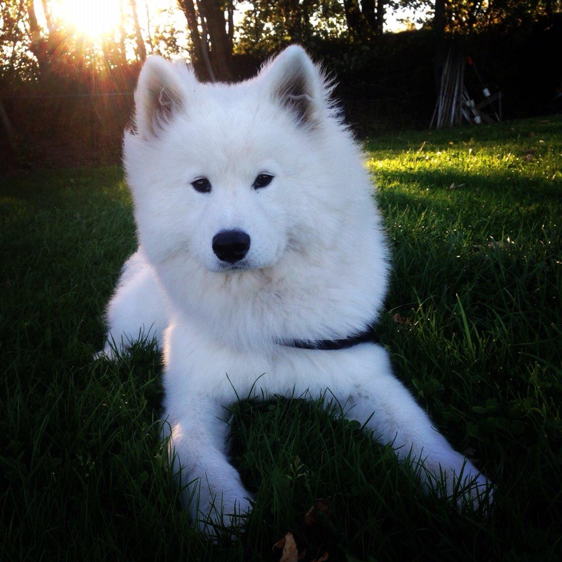Samojedhund Eya billede 13