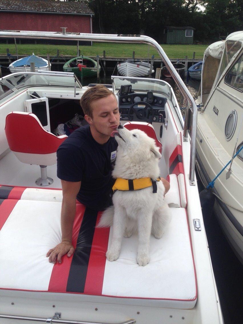 Samojedhund Eya billede 16