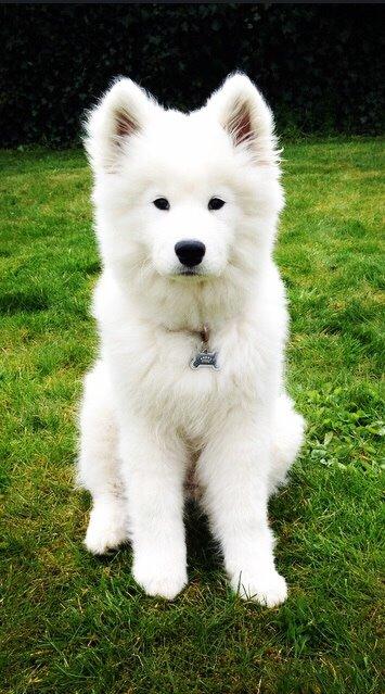 Samojedhund Eya billede 18