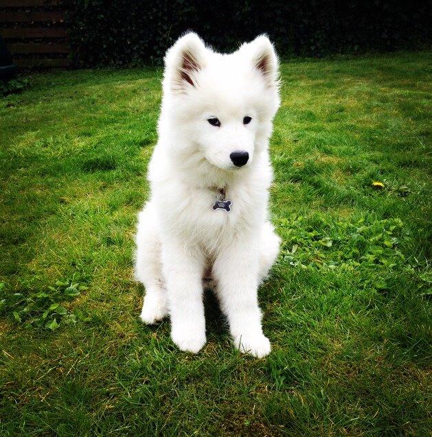 Samojedhund Eya billede 17