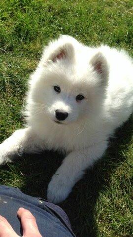 Samojedhund Eya billede 22