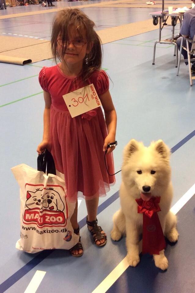 Samojedhund Eya billede 23