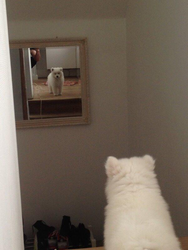 Samojedhund Eya billede 27