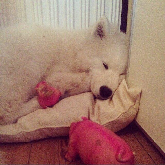 Samojedhund Eya billede 26