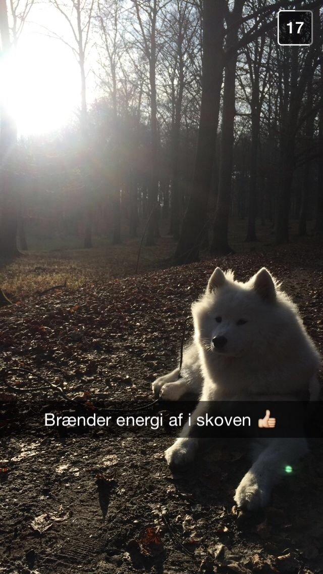 Samojedhund Eya billede 28