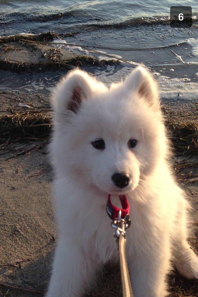 Samojedhund Eya billede 29