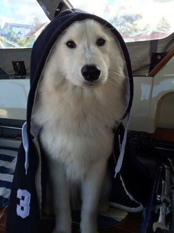 Samojedhund Eya billede 30